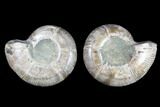 Cut & Polished Ammonite (Anapuzosia?) Pair - Madagascar #88010-1